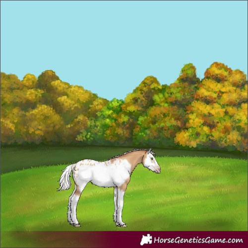 Horse Color:Gray Silver Amber Champagne Dun Splash Frame Appaloosa 
