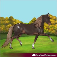 Horse Color:Liver Chestnut Tobiano 