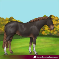 Horse Color:Liver Chestnut Tobiano 