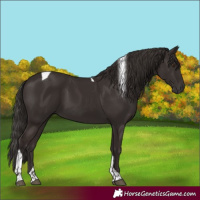 Horse Color:Liver Chestnut Tobiano 