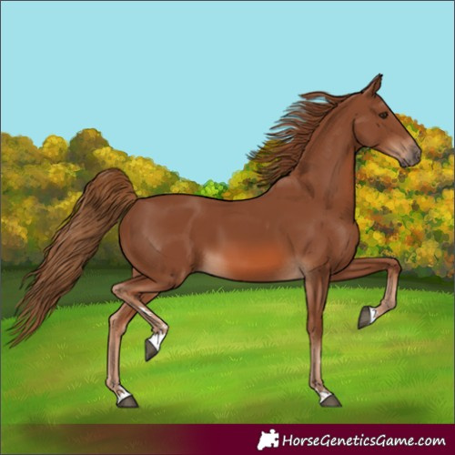 Horse Color:Chestnut 