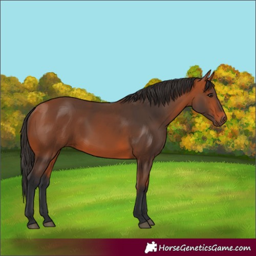 Horse Color:Bay 