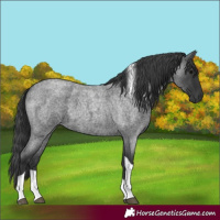 Horse Color:Blue Roan Tobiano