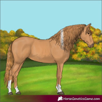 Horse Color:Chestnut Tobiano