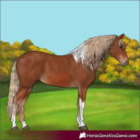 Horse Color:Chestnut Tobiano
