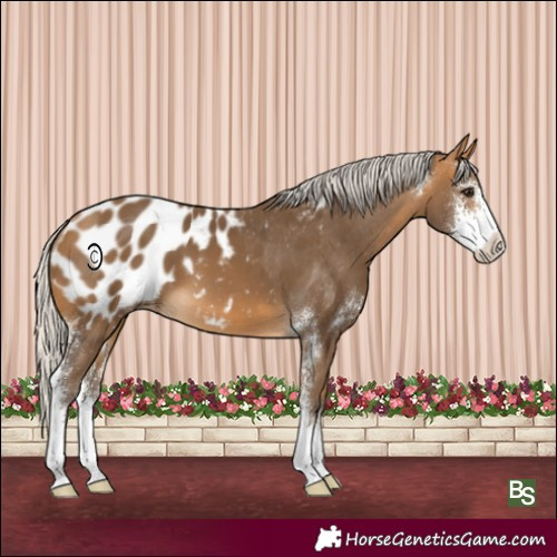 Horse Color:Silver Buckskin Sabino Appaloosa 