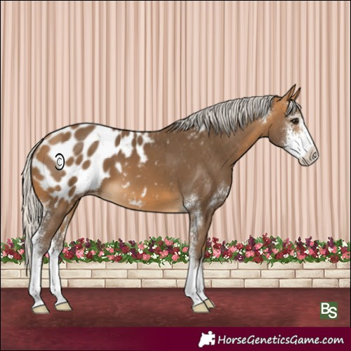 Horse Color:Silver Buckskin Sabino Appaloosa