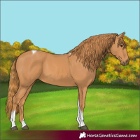 Horse Color:Chestnut Tobiano