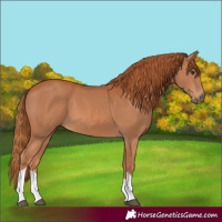 Horse Color:Chestnut Tobiano 