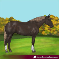 Horse Color:Liver Chestnut Tobiano