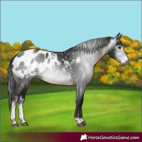 Horse Color:Gray Brown Sabino Blanket Rabicano