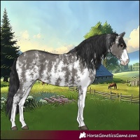 Horse Color:Grullo Sabino Rabicano
