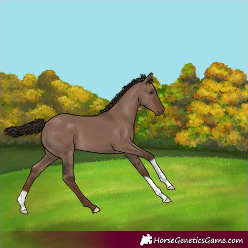 Horse Color:Liver Red Dun 