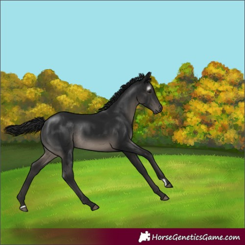 Horse Color:Gray Black Rabicano 