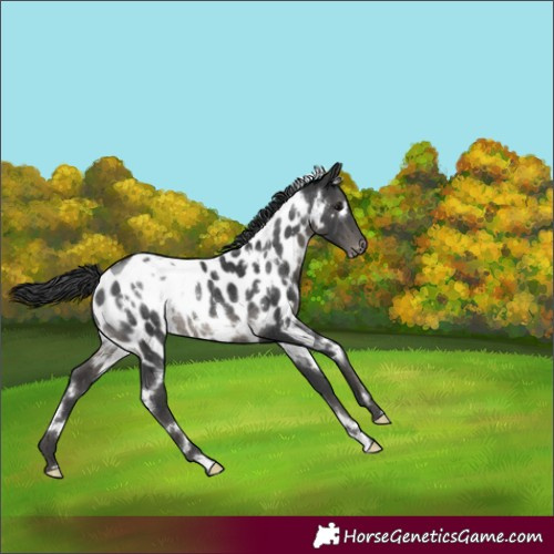 Horse Color:White Spotted Black Appaloosa Rabicano 
