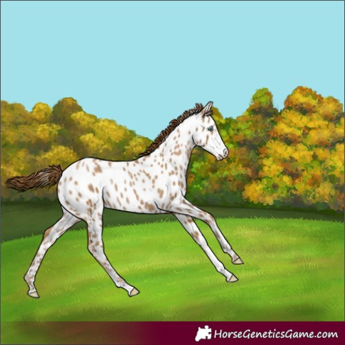 Horse Color:Gray Smoky Black Pearl Sabino Near Leopard Rabicano 