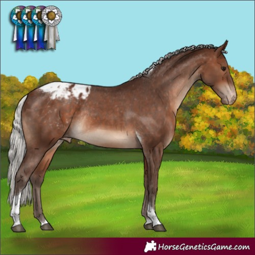 Horse Color:Silver Brown Tobiano Appaloosa Rabicano 