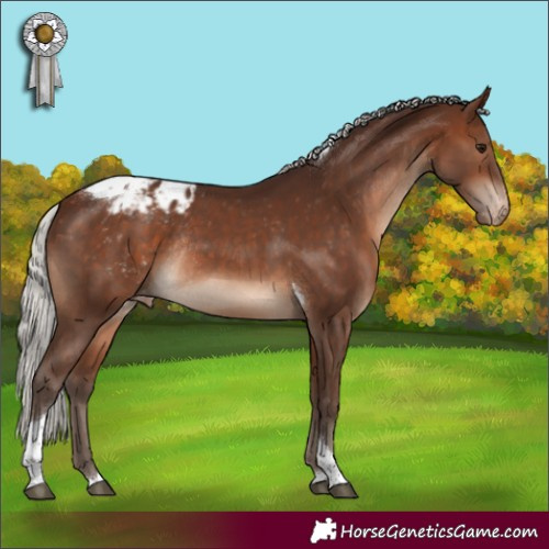 Horse Color:Silver Brown Tobiano Appaloosa Rabicano 