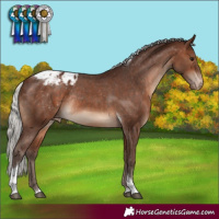 Horse Color:Silver Brown Tobiano Appaloosa Rabicano 