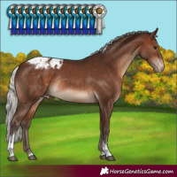 Horse Color:Silver Brown Tobiano Varnish Rabicano
