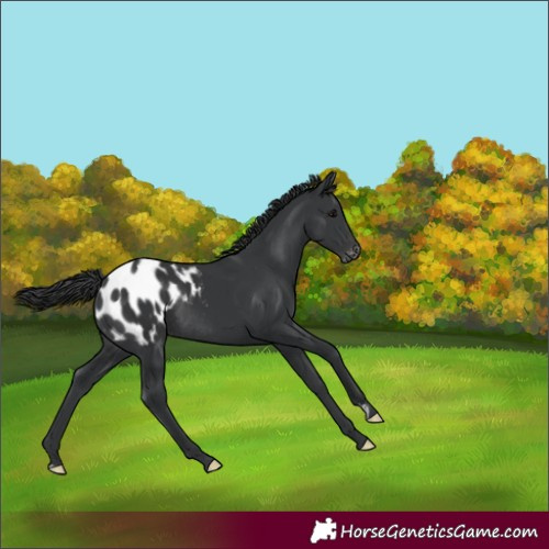 Horse Color:Black Appaloosa Rabicano 