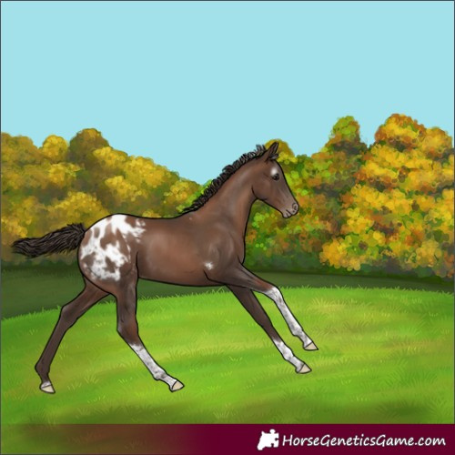 Horse Color:Gray Black Pearl Tobiano Appaloosa Rabicano 