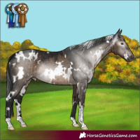 Horse Color:Gray White Spotted Brown Dun Mushroom Appaloosa Brindle 