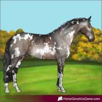 Horse Color:Gray White Spotted Brown Dun Mushroom Appaloosa Brindle 