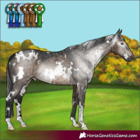 Horse Color:Gray White Spotted Brown Dun Mushroom Appaloosa Brindle 