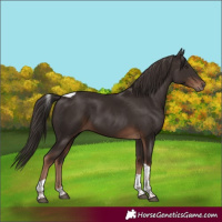 Horse Color:Liver Chestnut Tobiano Rabicano 