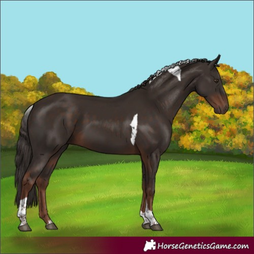 Horse Color:Liver Chestnut Tobiano