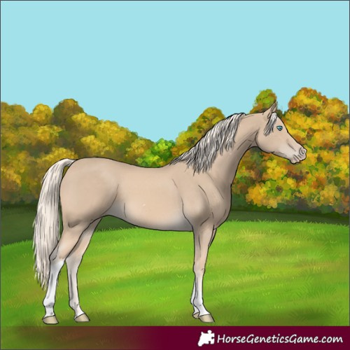 Horse Color:Cremello Tobiano 