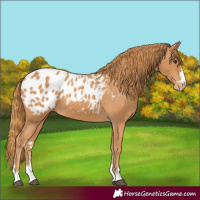 Horse Color:Chestnut Appaloosa