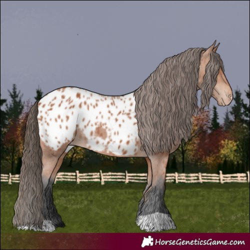 Horse Color:Bay Near Leopard 
