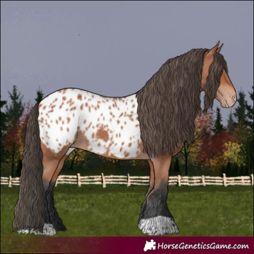 Horse Color:Bay Appaloosa