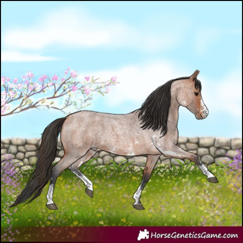 Horse Color:Bay Roan Sabino 