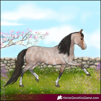 Horse Color:Bay Roan Sabino 