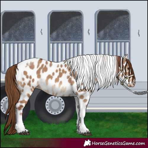 Horse Color:Red Dun Tobiano Appaloosa 