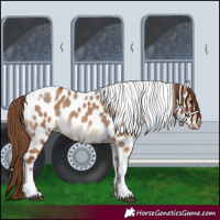 Horse Color:Red Dun Tobiano Near Leopard