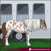 Horse Color:Red Dun Tobiano Appaloosa