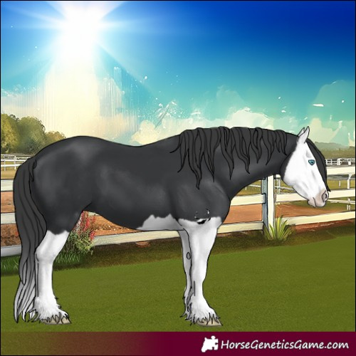 Horse Color:Black Splash