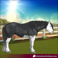 Horse Color:Black Splash 