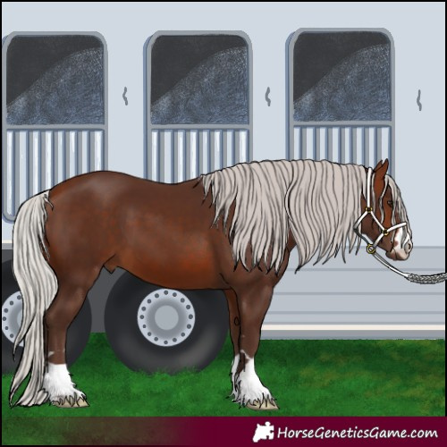 Horse Color:Silver Bay 
