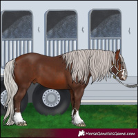 Horse Color:Silver Bay 
