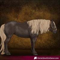 Horse Color:Liver Chestnut Rabicano