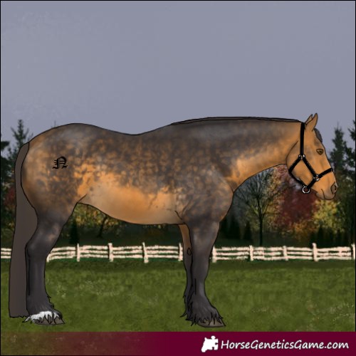 Horse Color:Buckskin 