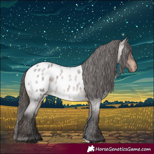 Horse Color:Brown Roan Appaloosa