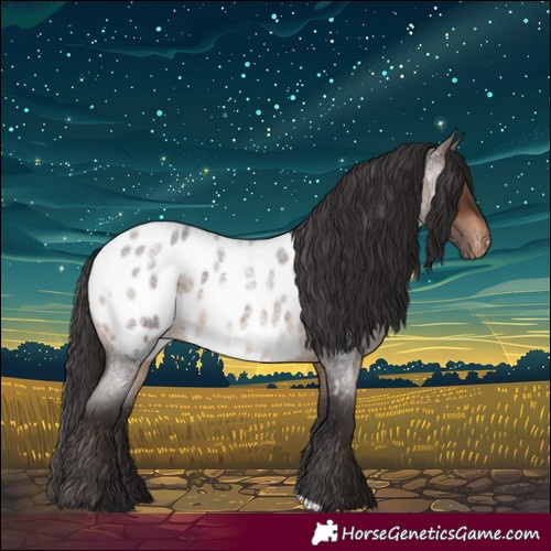 Horse Color:Brown Roan Appaloosa 