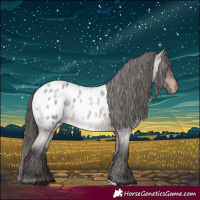 Horse Color:Brown Roan Appaloosa