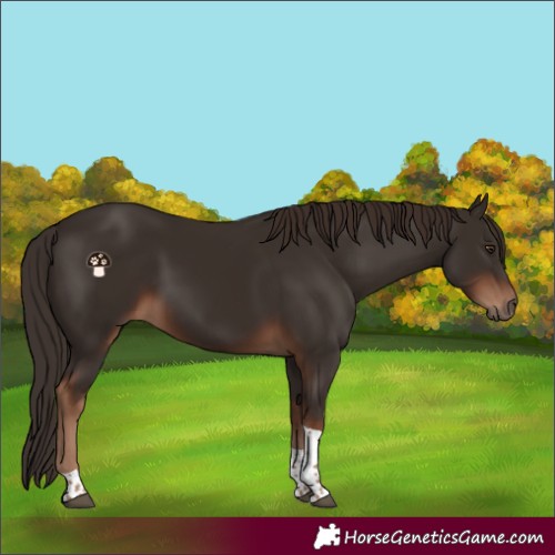Horse Color:Liver Chestnut Tobiano